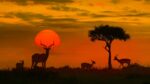 Safari Travel Trends 2026