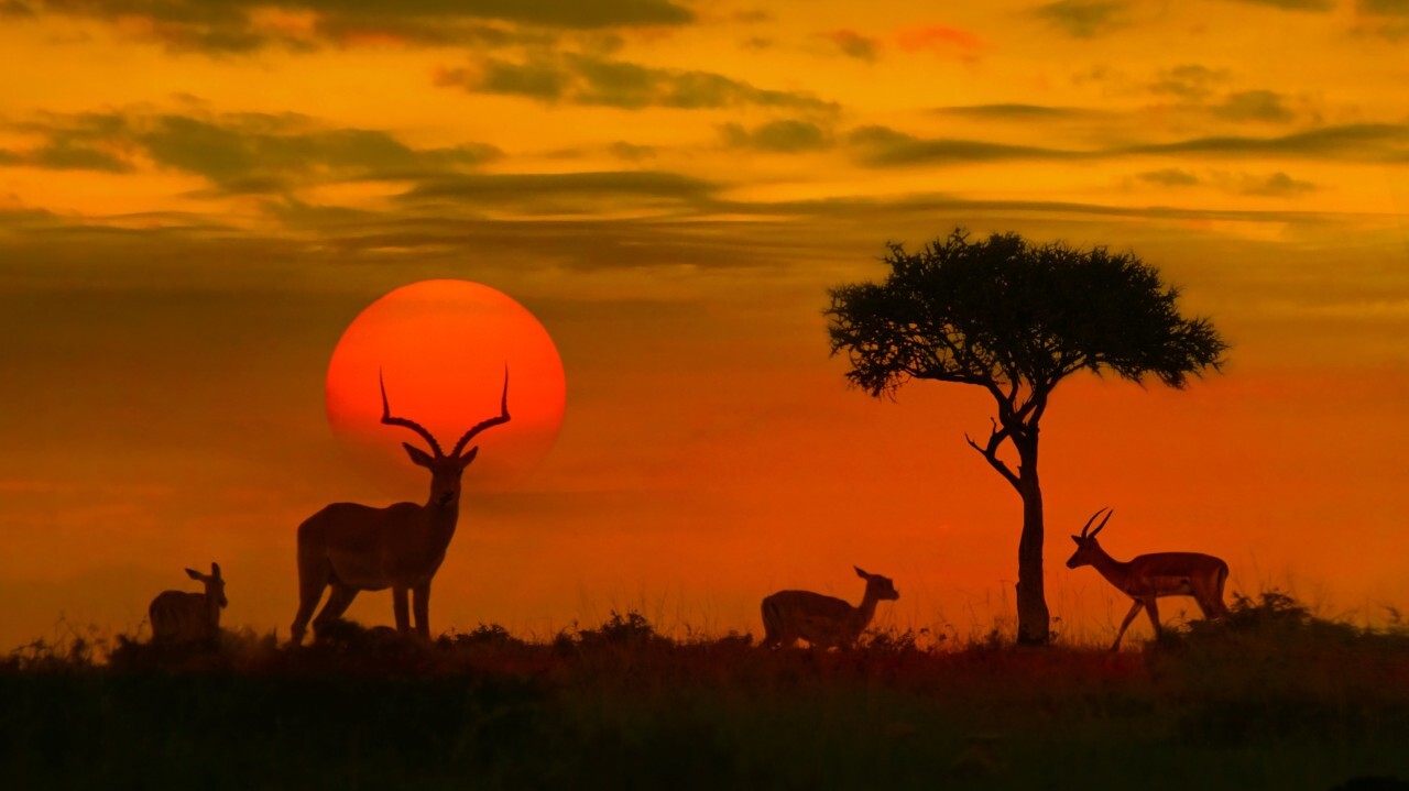 Safari Travel Trends 2026