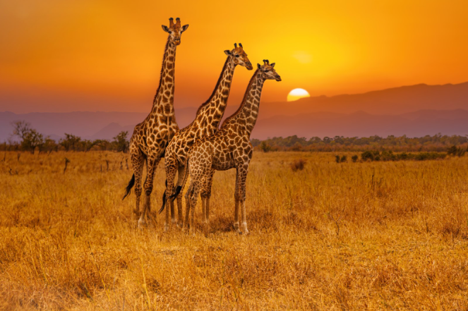 Africa safari vacation wildlife experience