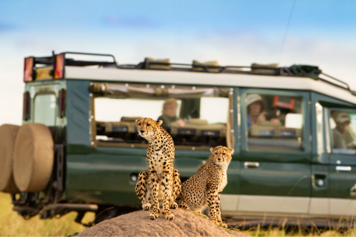 African safari wildlife experience